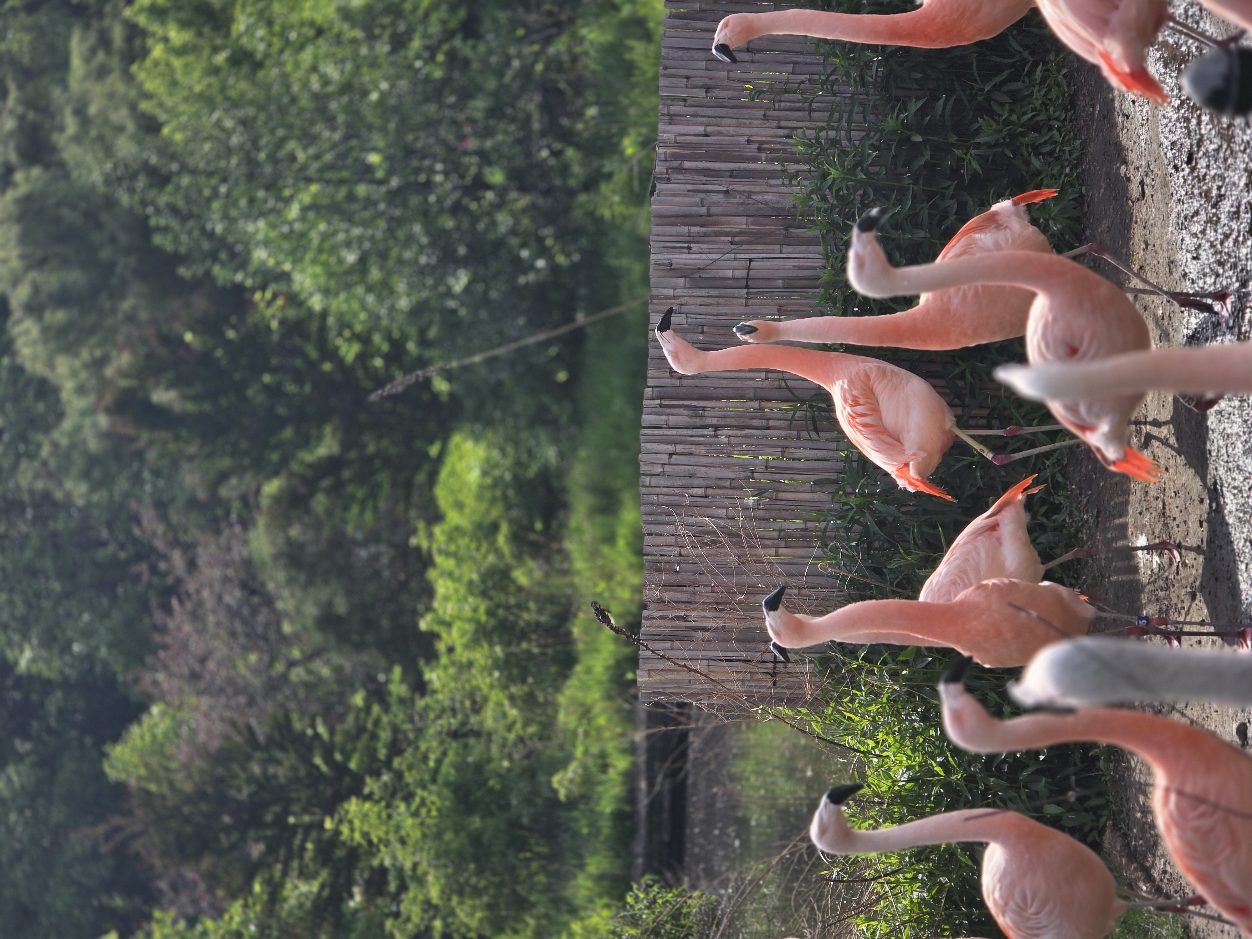 Flamingos at Lincoln Park Zoo walking along a wooden path with green trees behind them